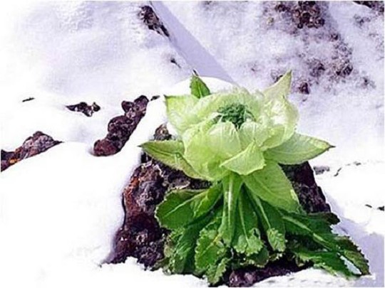 Thiên sơn tuyết liên 7 năm mới nở hoa: 100 triệu đồng/kg - Ảnh 1.