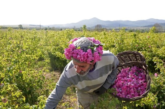 Thung lũng hoa hồng thơ mộng giữa núi đồi Bulgaria - Ảnh 14.