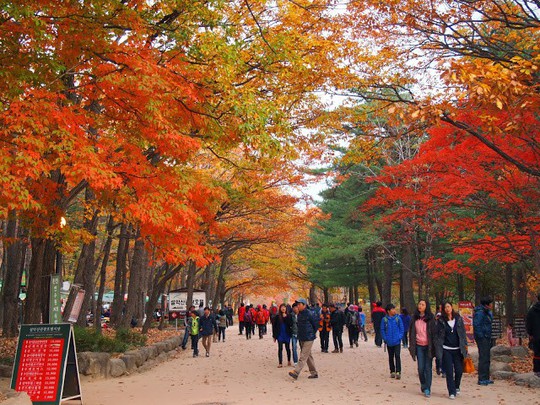 8 trải nghiệm không thể bỏ lỡ khi đến Hàn Quốc mùa thu - Ảnh 4.