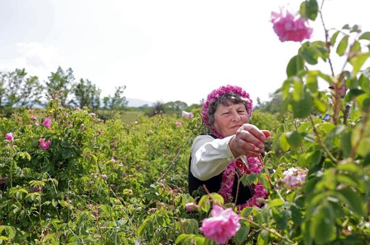 Thung lũng hoa hồng thơ mộng giữa núi đồi Bulgaria - Ảnh 5.