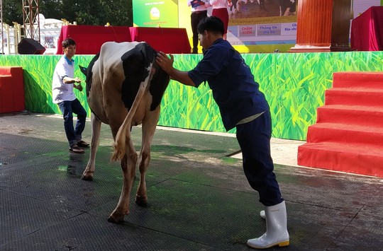 27 thí sinh tham gia vòng chung kết hoa hậu bò sữa tại Củ Chi - Ảnh 4.