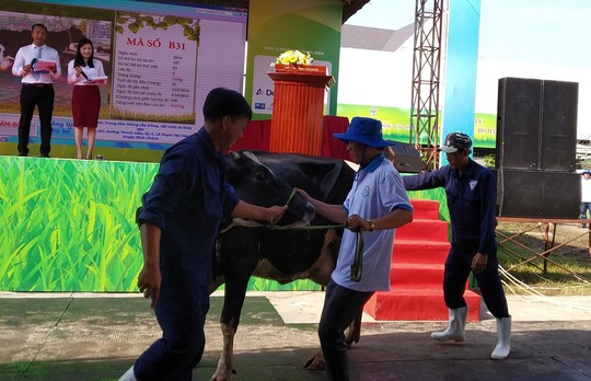 27 thí sinh tham gia vòng chung kết hoa hậu bò sữa tại Củ Chi - Ảnh 5.