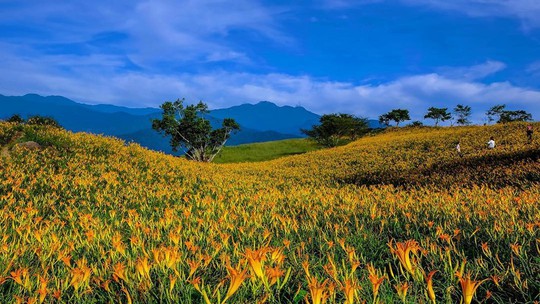 Chiêm ngưỡng xứ sở hoa kim châm đẹp như tranh vẽ ở Đài Loan - Ảnh 1.
