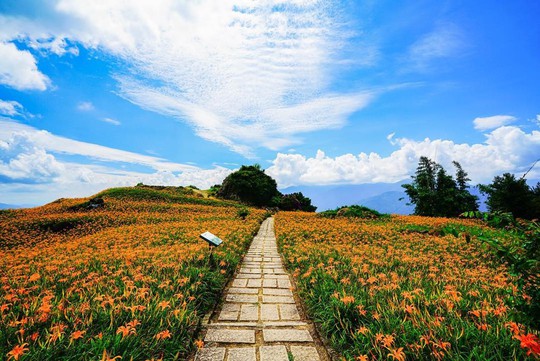 Chiêm ngưỡng xứ sở hoa kim châm đẹp như tranh vẽ ở Đài Loan - Ảnh 3.
