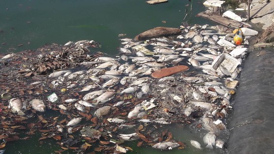 Cá chết trắng nổi lềnh bềnh tại hồ điều tiết ở Đà Nẵng - Ảnh 2.
