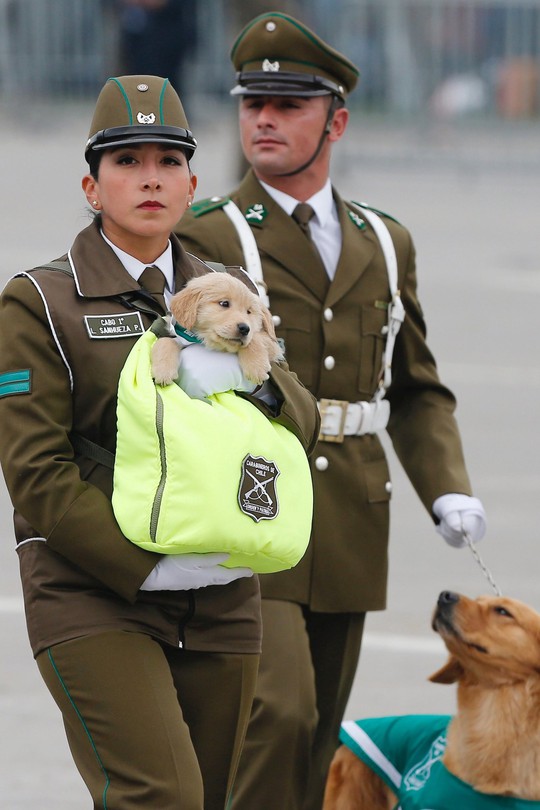 Chó nghiệp vụ gây sốt tại lễ diễu binh Chile vì…quá dễ thương - Ảnh 2.