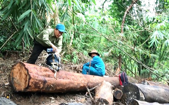 Vụ phá rừng ở Lâm Đồng: Sự thật có bị bẻ cong? - Ảnh 1.