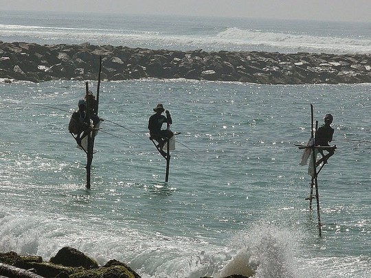 Nghệ thuật câu cá trên cọc kheo của các ngư dân Sri Lanka - Ảnh 2.