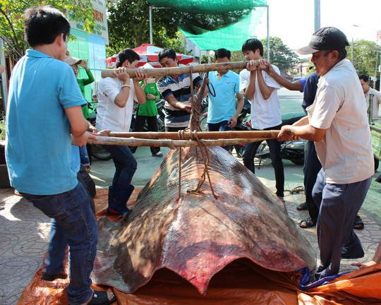 Bắt được “quái ngư nước ngọt” hơn 220 kg, cả chục người gánh mới nổi - Ảnh 1.