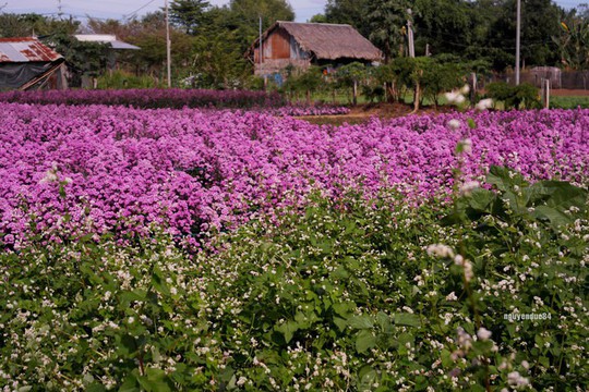 Vườn hoa thạch thảo đang gây sốt ở Bà Rịa - Vũng Tàu - Ảnh 5.