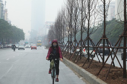 Ngắm hàng phong lá đỏ châu Âu lần đầu tiên được trồng ở HN - Ảnh 1.