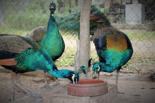 Trang trại chim “quý tộc”, gà “hoàng gia” tiền tỷ giữa Hà Nội - Ảnh 1.