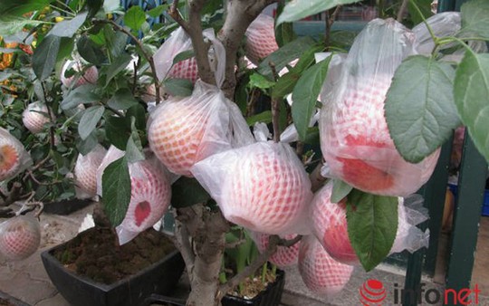 “Săn” táo bonsai trồng trong chậu cảnh chơi Tết - Ảnh 11.