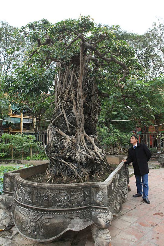 Đổi 8 lô đất ở Thủ đô lấy cây sanh cổ nhất châu Á - Ảnh 4.