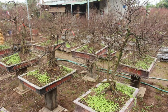 Vườn mai trắng độc đáo hiếm có ở Hà Nội - Ảnh 14.
