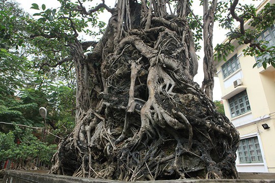 Đổi 8 lô đất ở Thủ đô lấy cây sanh cổ nhất châu Á - Ảnh 5.