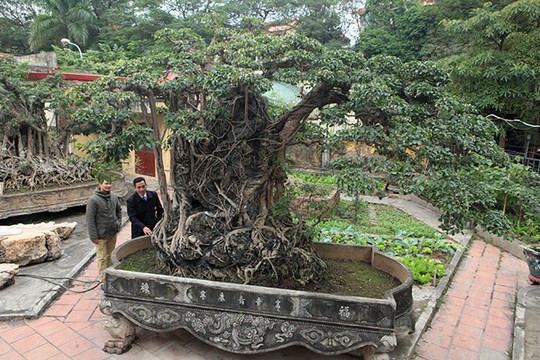 Đổi 8 lô đất ở Thủ đô lấy cây sanh cổ nhất châu Á - Ảnh 1.