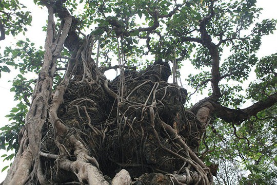 Đổi 8 lô đất ở Thủ đô lấy cây sanh cổ nhất châu Á - Ảnh 8.