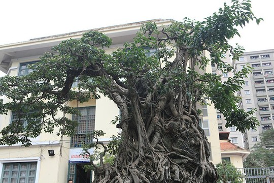 Đổi 8 lô đất ở Thủ đô lấy cây sanh cổ nhất châu Á - Ảnh 9.