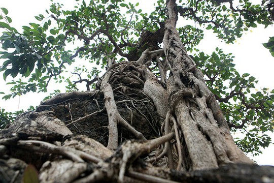 Đổi 8 lô đất ở Thủ đô lấy cây sanh cổ nhất châu Á - Ảnh 10.