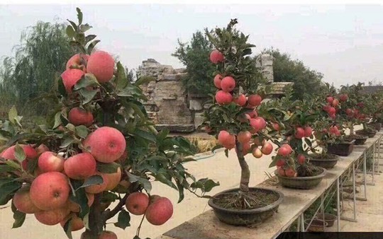 “Săn” táo bonsai trồng trong chậu cảnh chơi Tết - Ảnh 5.