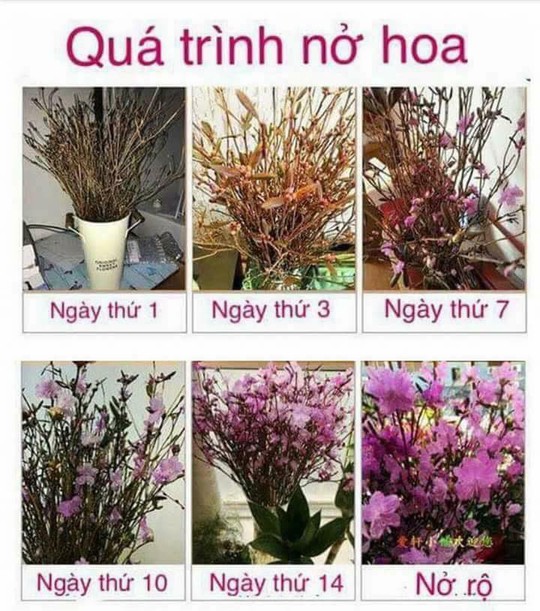 Hoa đỗ quyên ngủ đông cũng có độc tố - Ảnh 5.