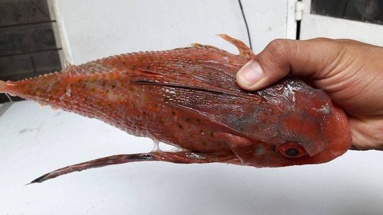 Những đặc sản siêu “độc” từ 4 loài cá xấu xí - Ảnh 6.