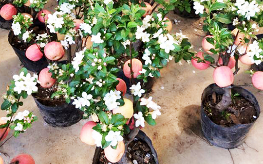 “Săn” táo bonsai trồng trong chậu cảnh chơi Tết - Ảnh 7.