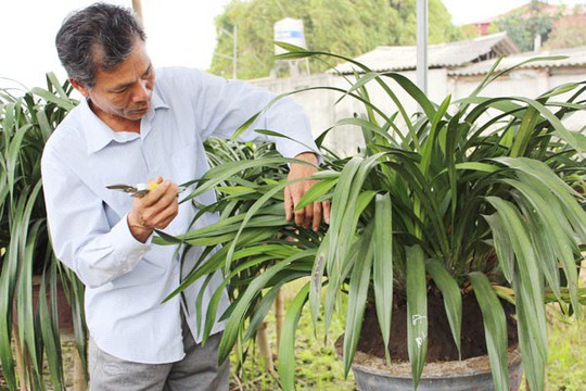 Mỏi mắt ngắm những vườn địa lan khủng nhất Việt Nam - Ảnh 8.