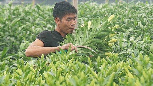 Bạt ngàn hoa ở làng hoa Tây Tựu mới - Ảnh 9.