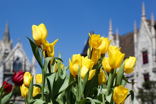 1 triệu bông tulip khoe sắc trên đỉnh Bà Nà - Ảnh 2.