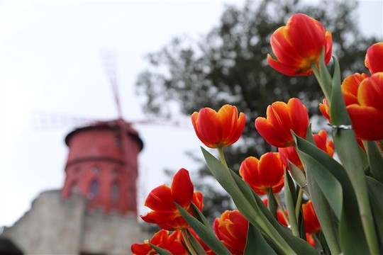 1 triệu bông tulip khoe sắc trên đỉnh Bà Nà - Ảnh 3.
