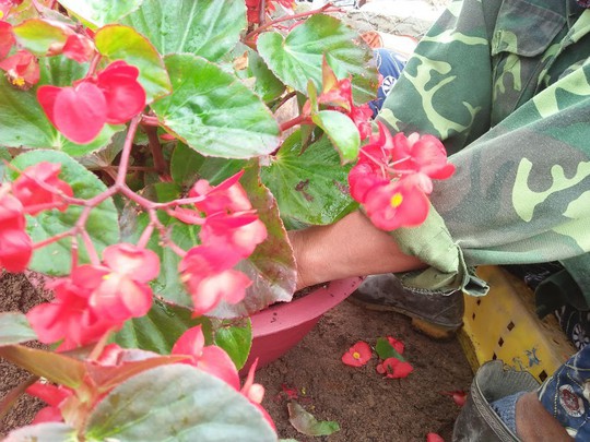 Chùm ảnh: Ngắm làng hoa Vân Dương vào mùa vụ Tết - Ảnh 1.