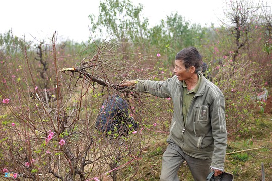 Kẻ xấu chặt hạ hàng trăm gốc đào của người dân trong đêm - Ảnh 6.