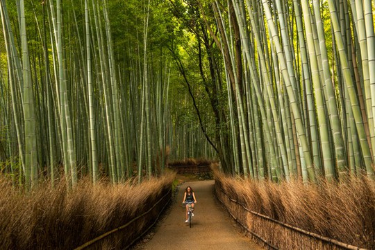 ‘Cảm giác lạ’ thu hút hàng chục triệu khách đến rừng tre ở Nhật mỗi năm - Ảnh 1.