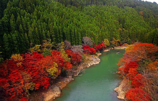 ‘Cảm giác lạ’ thu hút hàng chục triệu khách đến rừng tre ở Nhật mỗi năm - Ảnh 2.