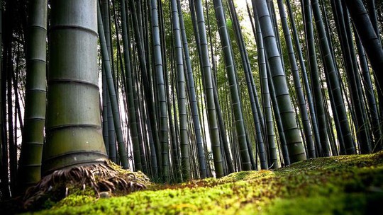 ‘Cảm giác lạ’ thu hút hàng chục triệu khách đến rừng tre ở Nhật mỗi năm - Ảnh 3.