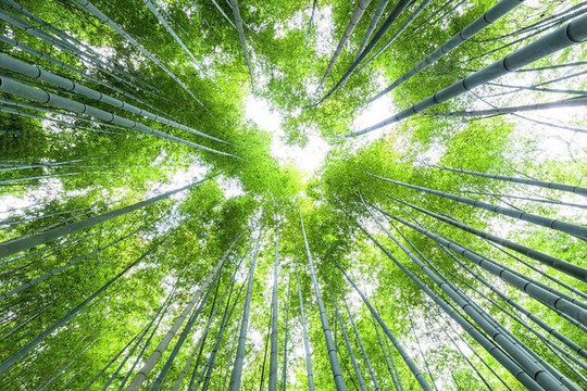 ‘Cảm giác lạ’ thu hút hàng chục triệu khách đến rừng tre ở Nhật mỗi năm - Ảnh 4.