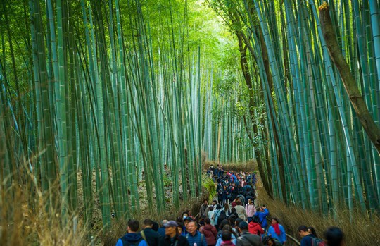 ‘Cảm giác lạ’ thu hút hàng chục triệu khách đến rừng tre ở Nhật mỗi năm - Ảnh 7.