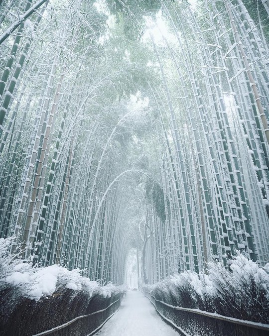 ‘Cảm giác lạ’ thu hút hàng chục triệu khách đến rừng tre ở Nhật mỗi năm - Ảnh 8.