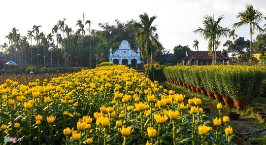 Ngắm làng hoa Tết lớn nhất miền Trung - Ảnh 3.