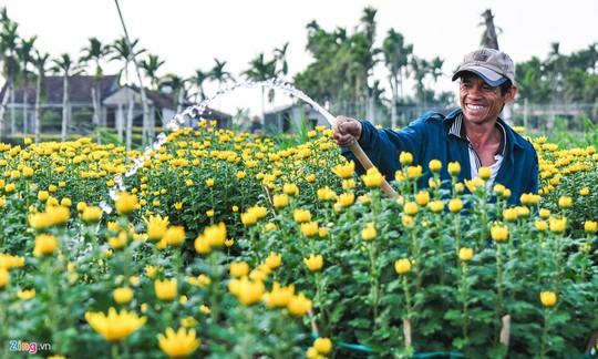 Ngắm làng hoa Tết lớn nhất miền Trung - Ảnh 4.