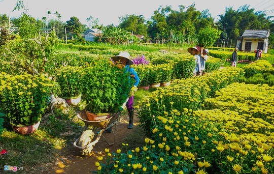 Ngắm làng hoa Tết lớn nhất miền Trung - Ảnh 7.