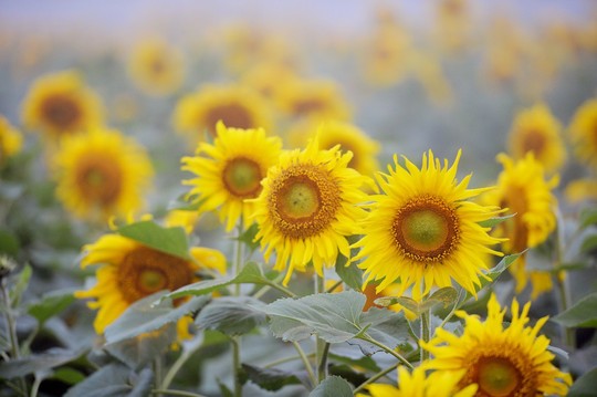 Mãn nhãn ngắm cánh đồng triệu bông hoa hướng dương bung nở ở Nghệ An - Ảnh 2.