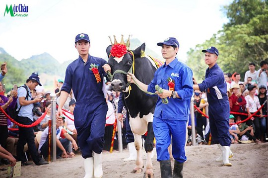 Hội thi Hoa hậu bò sữa năm 2019 - Ảnh 1.