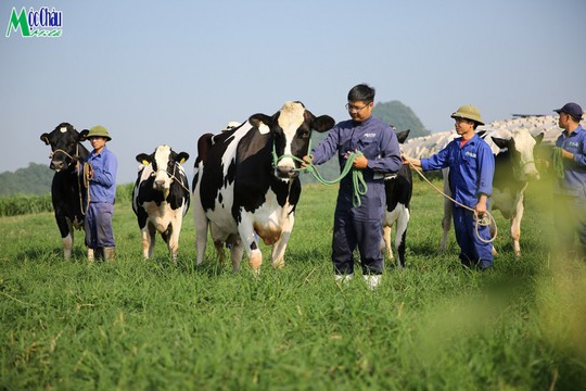 Hội thi Hoa hậu bò sữa năm 2019 - Ảnh 2.