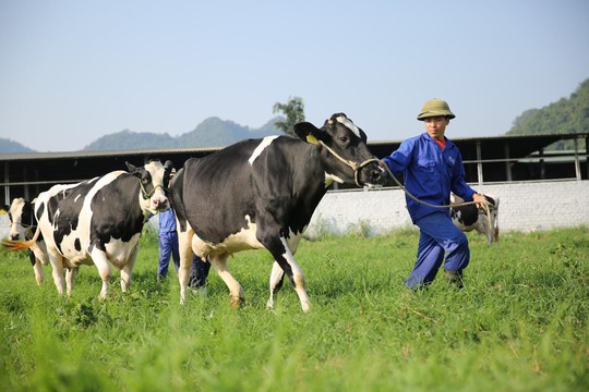 Vị thế của “ông lớn” ngành sữa Việt - Ảnh 2.