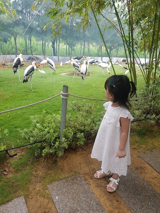 Khám phá FLC Zoo Safari Park – vườn thú độc đáo tại Quy Nhơn - Ảnh 5.