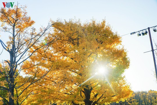 Đến Tokyo dạo dưới tán ngân hạnh nhuộm vàng mùa thu - Ảnh 1.
