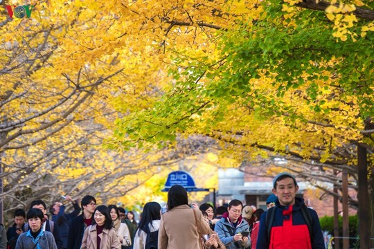 Đến Tokyo dạo dưới tán ngân hạnh nhuộm vàng mùa thu - Ảnh 14.